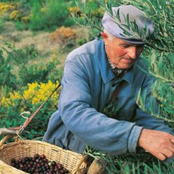Huile d'Olive AOP de la Vallé des Baux de Provence