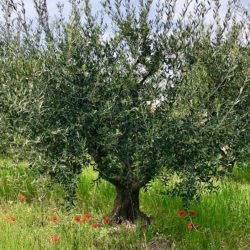 moulin-mouries-huile-d-olive-baux-de-provence-1